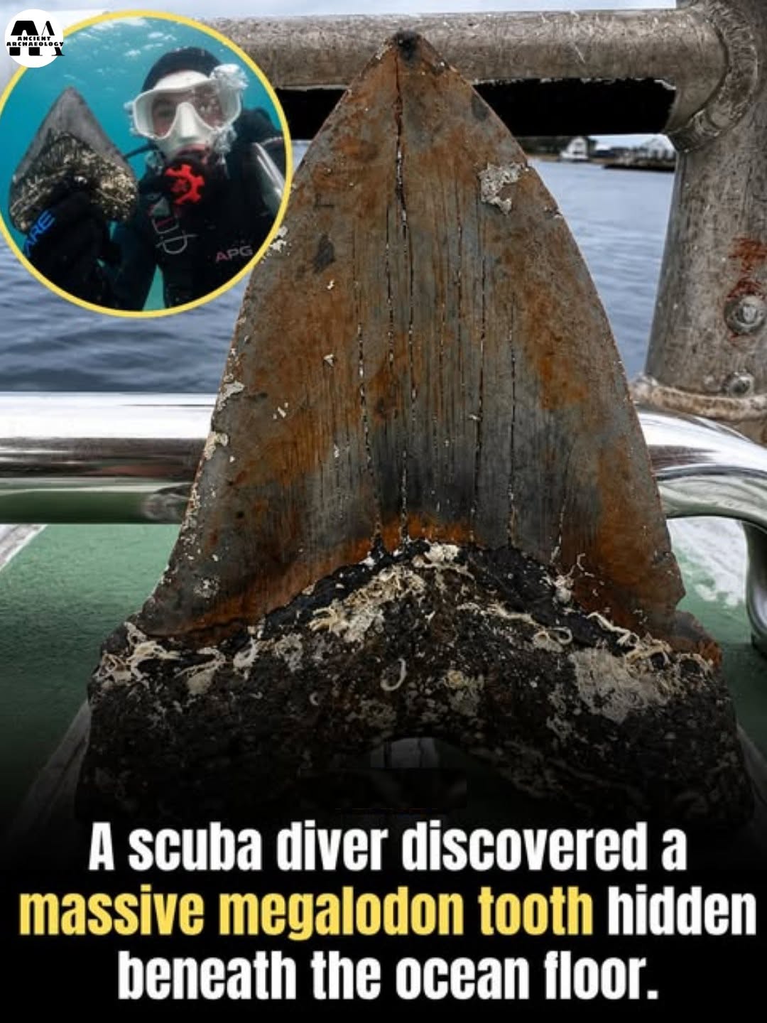 Có thể là hình ảnh về văn bản cho biết 'AnA A scuba diver discovered a mᴀssive megalodon tooth hidden beneath the ocean floor.'
