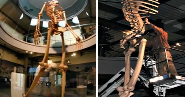 Ecuador Reveals the Skeletons of the Ancient Giants Race 7 Times Larger Than The Usual Human