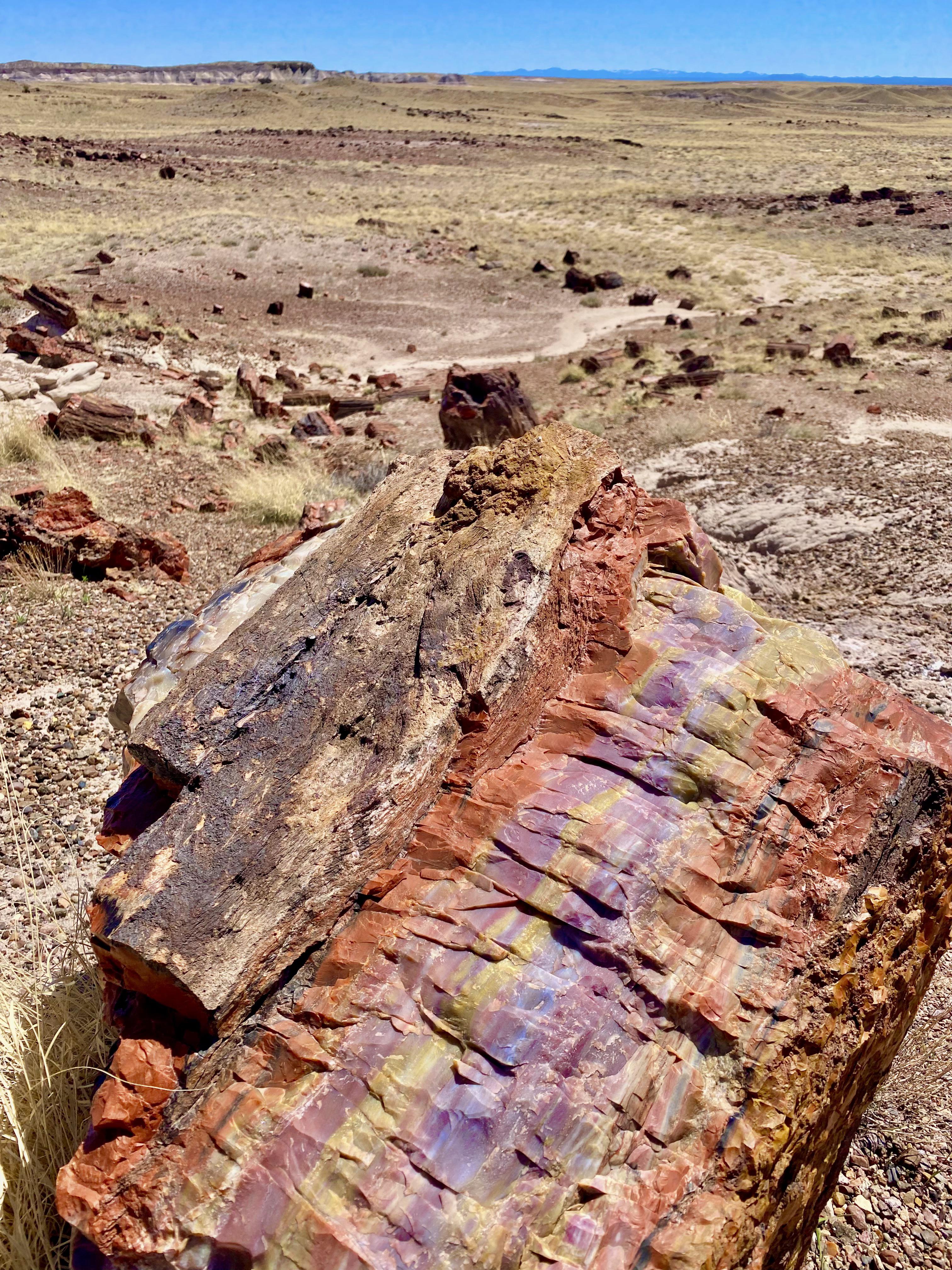 This petrified log in Arizona : r/mildlyinteresting