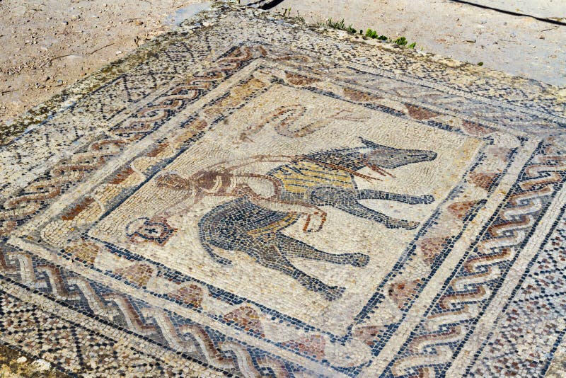 Mosaik I Ruinerna Av Volubilis Morocco Africa Arkivfoto ...